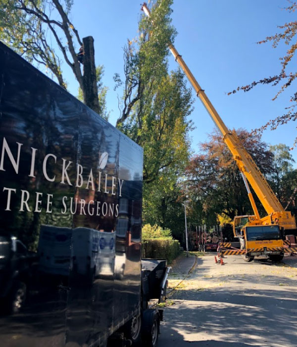 Meet Our Local Business - Nick Bailey Tree Surgeons.. - JP & Brimelow