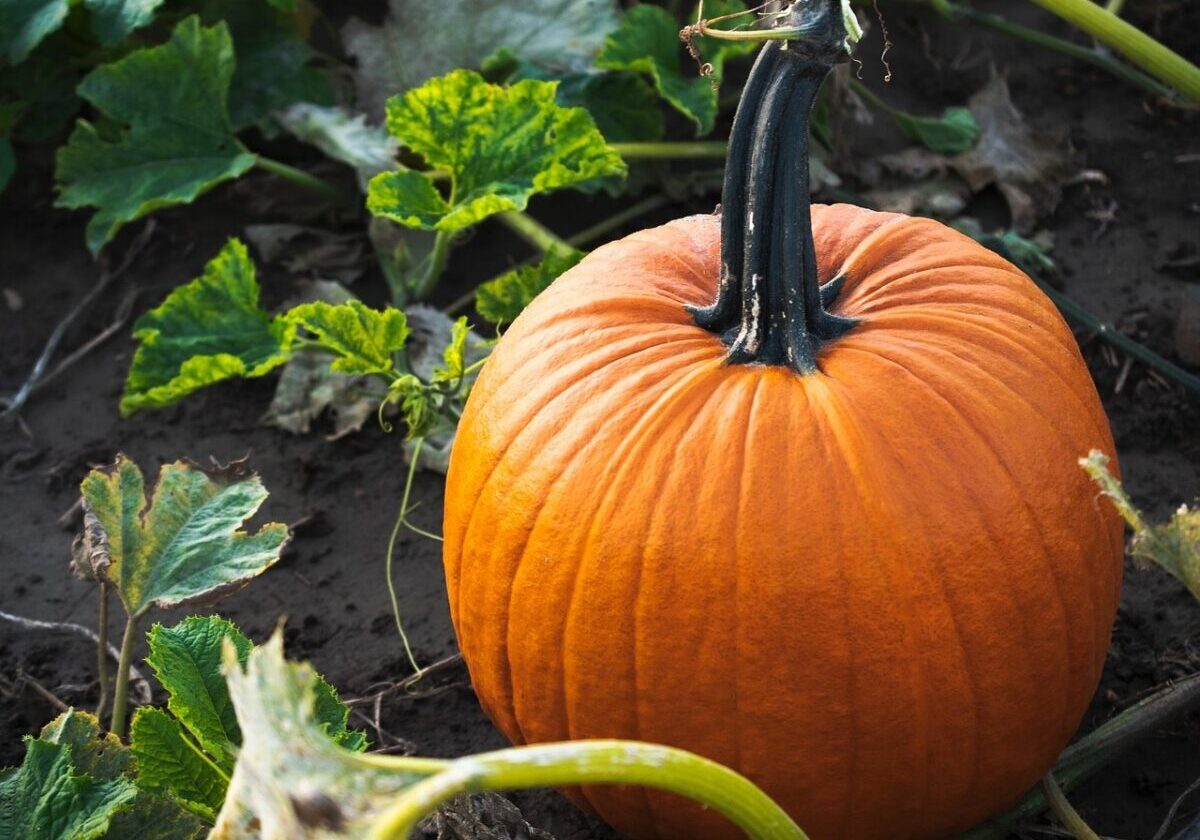 19.09.2025 pumpkin-6655152_1280