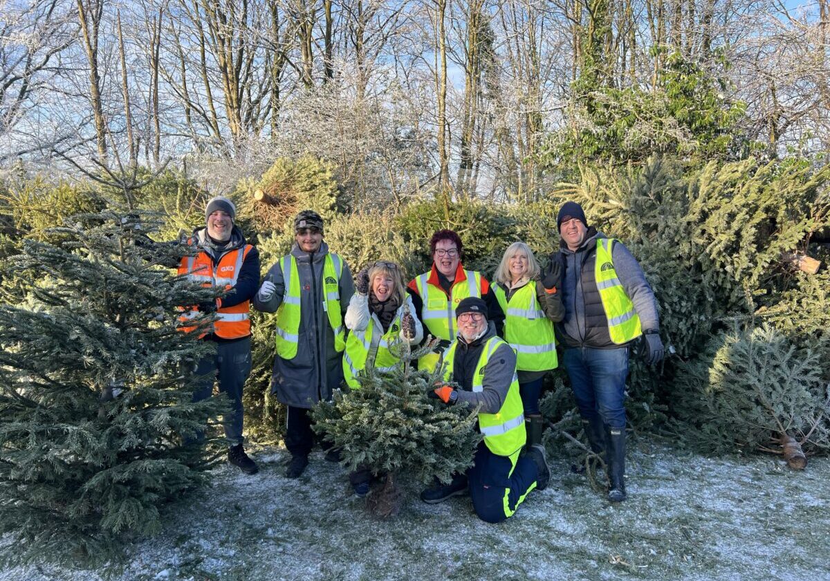 St Ann's Hospice - Xmas trees